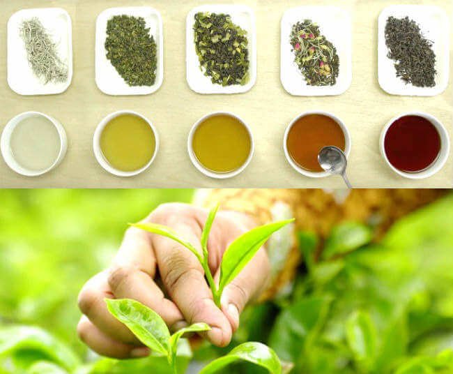 चाय पीने chay ke fayde or nuksan tea benefits side effects 