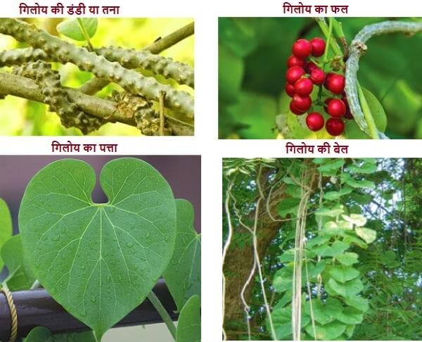 giloy ki bel kaisi hoti hai pehchan taseer जानिए गिलोय का पौधा कैसा होता है तथा गिलोय की पहचान कैसे करे ?