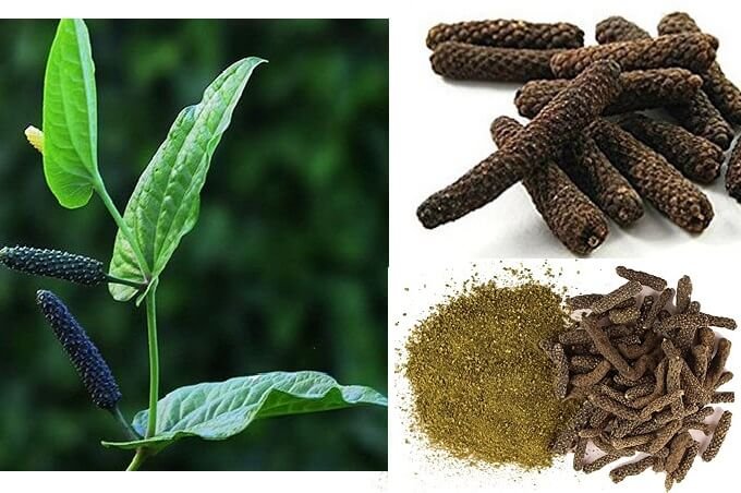 पिप्पली के औषधीय गुण तथा पीपलामूल के फायदे pipli piplamool chhoti pippali ke fayde nuskhe